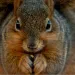 Close-up of a brown squirrel staring into the camera with its bushy tail above.