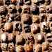 Dozens of dead tortoise shells lined up on the ground in a desert.