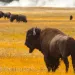 Bison