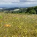 Grasslands