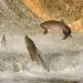 Chinook Salmon jumping at dam. 
