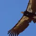 Condor