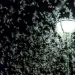 Light pollution