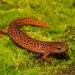 Salamanders