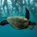 Underwater photo of dozens of legs in wetsuits with a green sea turtle swimming under them.