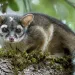  A gray and black ringtail sits on a mossy tree branch with its tail dangling.