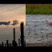 Industrial scene with the tops of smokestacks at dusk; right: A shorebird wades in a wetland area. _______________