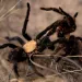 Two tarantulas are on their hind legs and are mating but look like they're fighting.