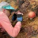 Jayah Faye Paley looks at a mushroom.