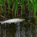 Water pollution. The fish dies in dirty water. Anna solovei/Alamy