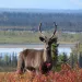 Caribou