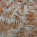 Microplastics