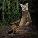 Mountain lion