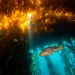 Photo by Reinhard Dirscherl/Alamy Stock Photo