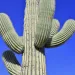 Photo of a saguaro cactus 