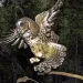 Flying owl
