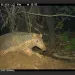 Armadillo captured by a remote camera. | Photo courtesy ICAS