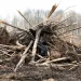 Broken and torn up trees uprooted and piled in a heap with the earth still clinging to their roots.