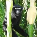 A male Western Hoolock Gibbon | Photo by Anne Pinto Rodrigues