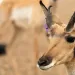 Sonoran pronghorns have unique features important to their survival in the desert.