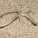 The Temblor legless lizard. Photo by Alex Krohn.
