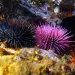 Purple and black sea urchins underwater. | Photo by Damocean /iStock