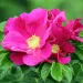Bright pink Rugosa Rose surrounded by green leaves. 