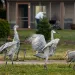 Sandhill cranes