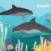 Vaquita marina ilustration