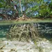 mangroves