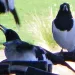 Australian pied butcherbirds are among the most "musical" birds, as we define it, given their melodic songs, singing behaviors and ability to compose individual songs.