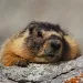 Yellow-bellied Marmot 