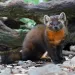 A marten at ZooAmerica
