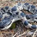 A pine snake writhing on the ground.
