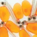 Close-up of several alevins. They have large eyes and bright-orange egg sacs.