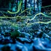 Green light trails of blue ghost fireflies at night above a lush forest floor in North Carolina.