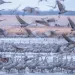 Hundreds of light-colored sandhill cranes on the water and mid-flight in a pink sky at dusk.