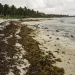 Coast line with seaweed 