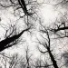 trees
