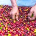 farmer picking small fruit