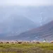 Herd of caribou in the Arctic Wildlife Refuge