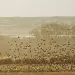 A large flock of birds take flight from a field at Valle de Oro National Wildlife Refuge.