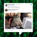 tweet on a background of trees