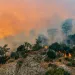 forest fire