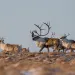 Migrating Western Arctic Herd caribou