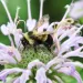 Photo by Jill Utrup/USFWS