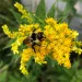 Goldenrod