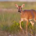 Endangered Key Deer walking in high grass in Florida Keys