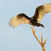 A turkey vulture touching down on a treetop.