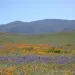 Carrizo Plain